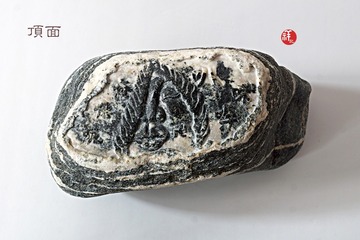 4651668