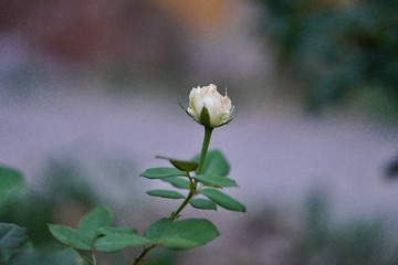 E8A5387A-39CF-4402-8304-806962815816/L0/001