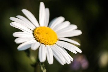 1263886
