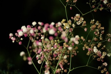 3998D8AD-F221-419F-B06B-3DB10D131D8E/L0/001