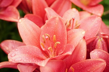 BD123F59-389C-4F52-A113-781F1FEF7596/L0/001