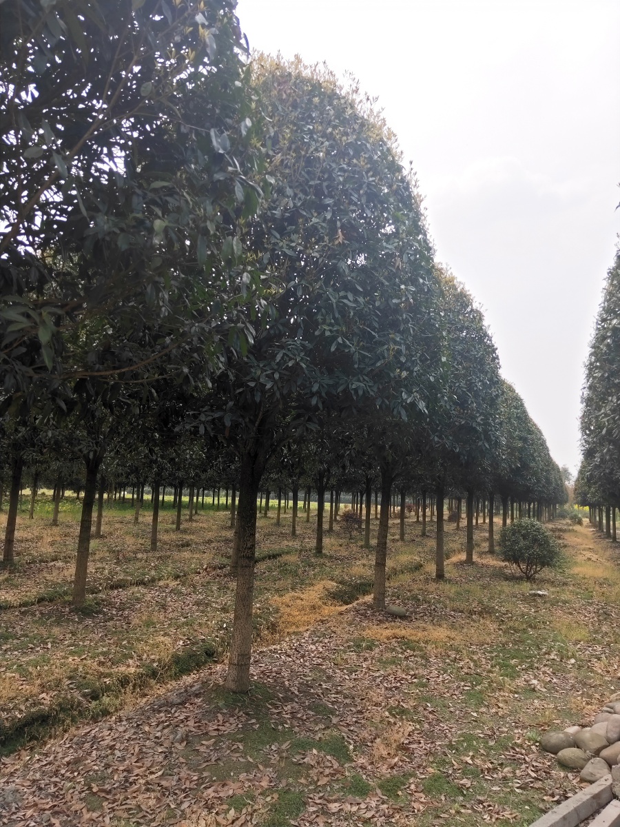 绿植基地苗木批发,广州最大绿植批发基地在哪里