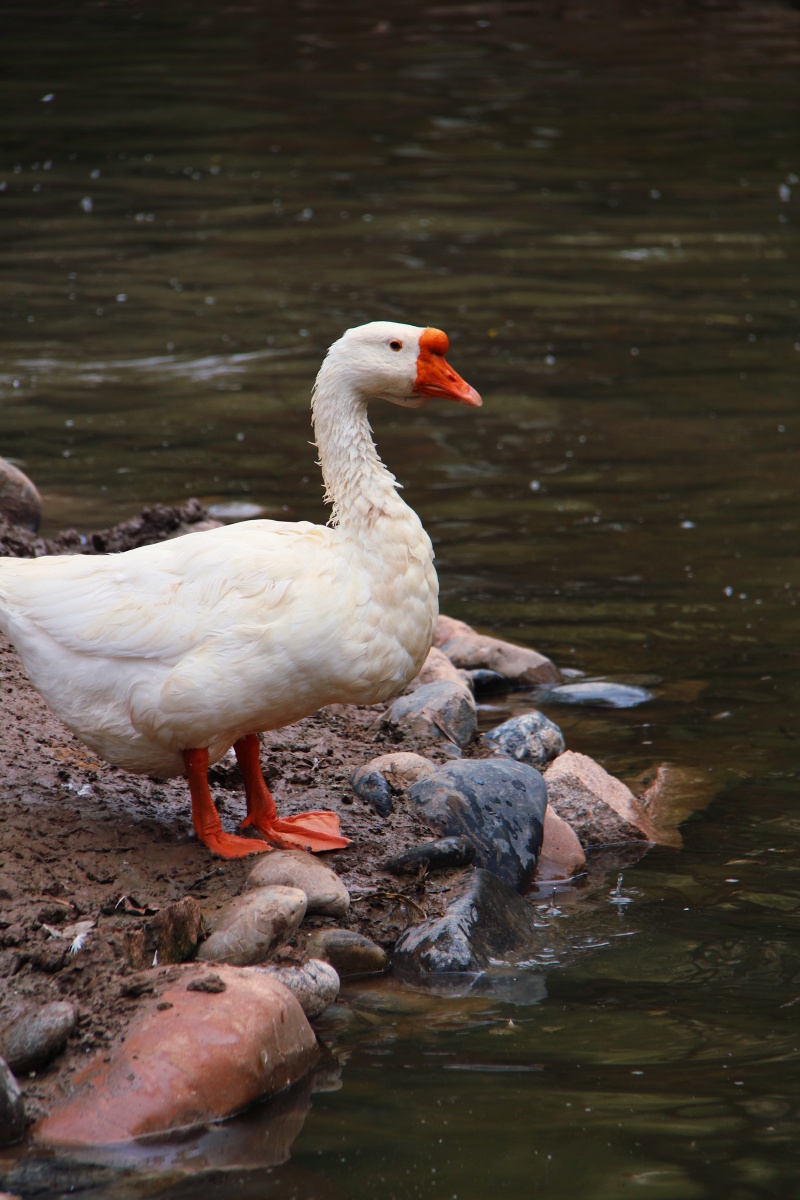 1/119#家禽石头水禽野生动物鹅羽毛池塘鸟喙白鹅#水池拍宠物爱好者还