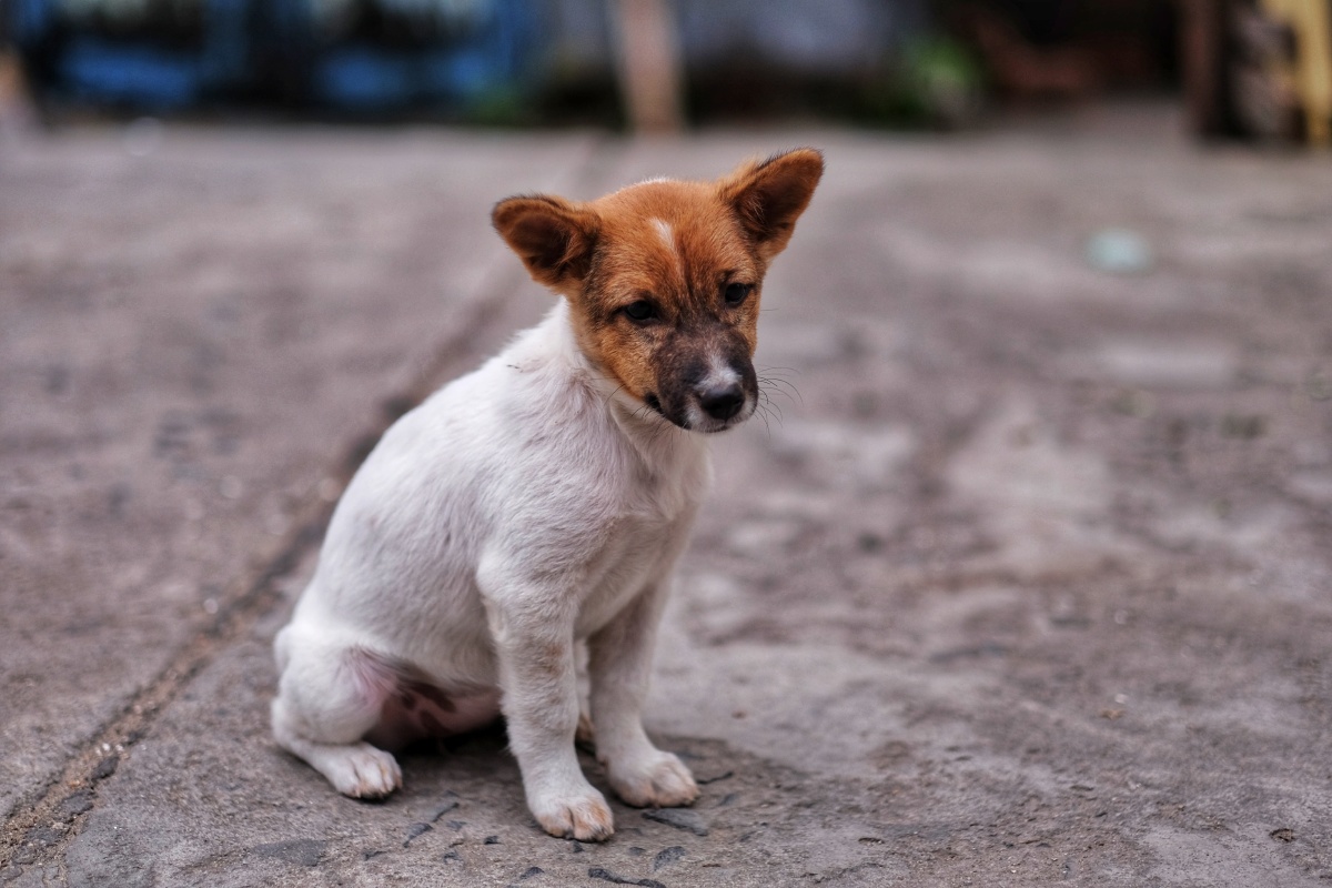 小土狗(越南芽庄)