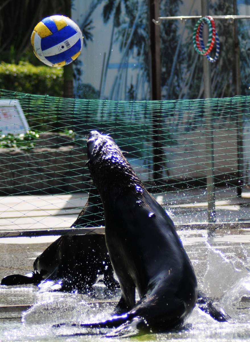 动物园玩球的海豹