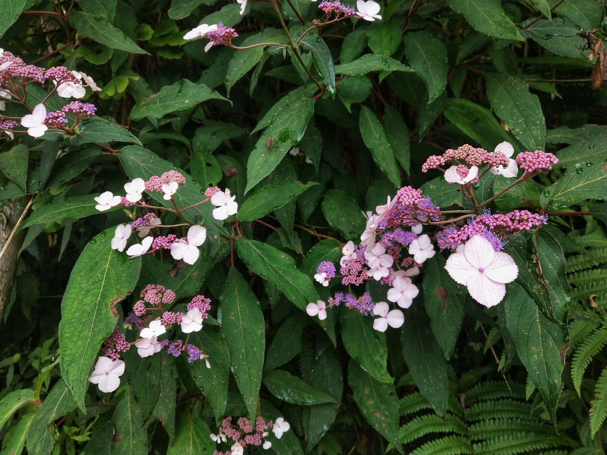 蜡莲绣球 - 糖六七