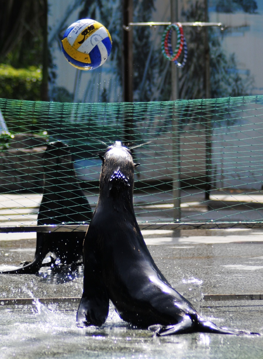 动物园玩球的海豹
