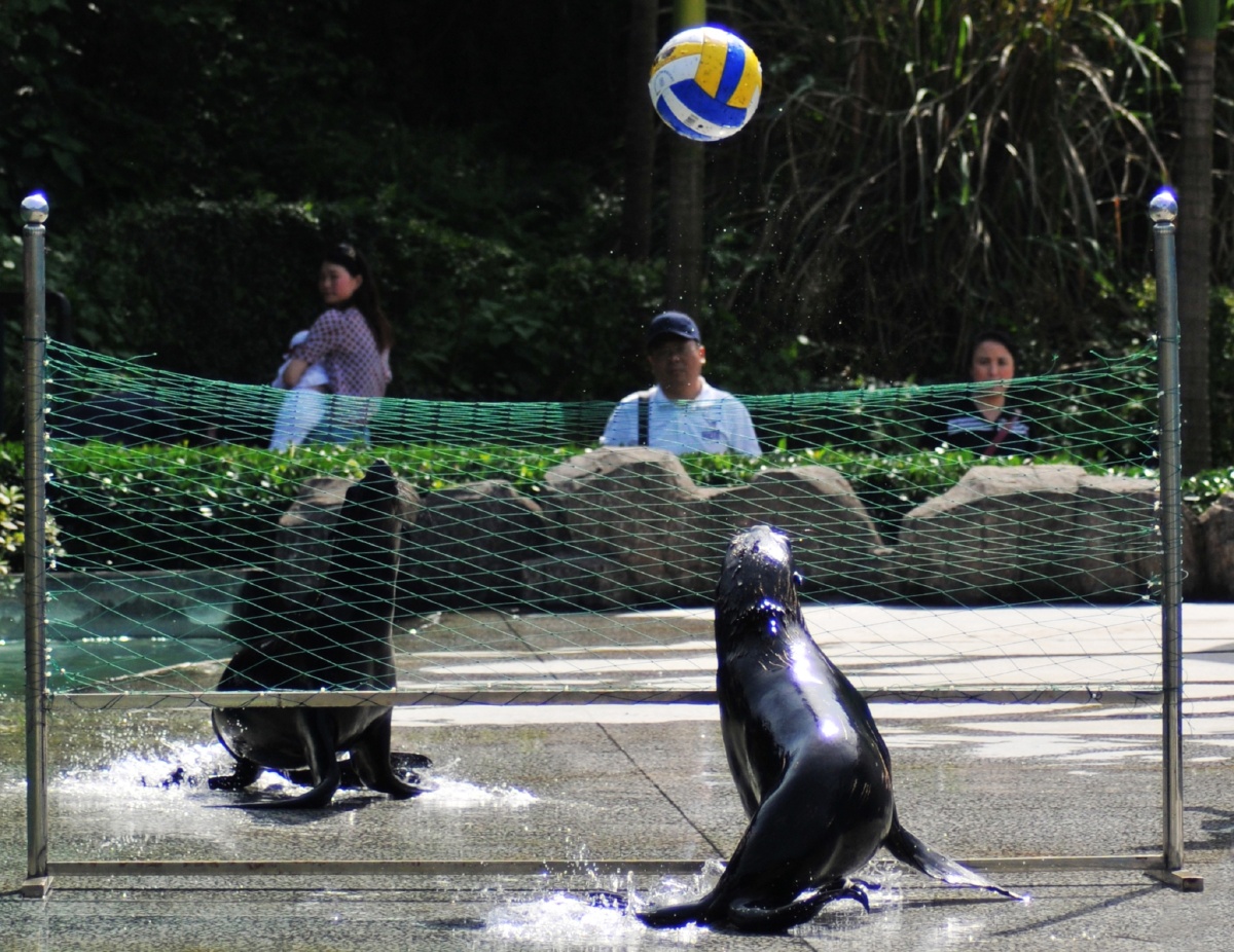 动物园玩球的海豹