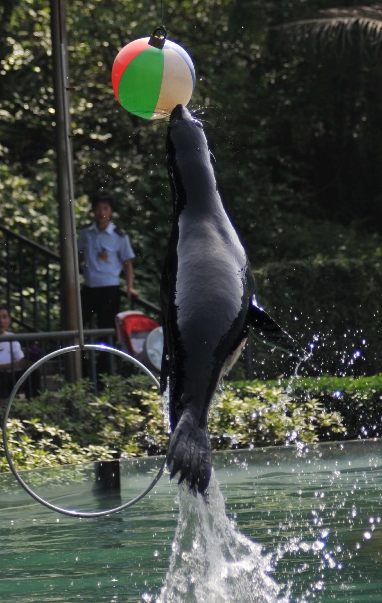 动物园玩球的海豹