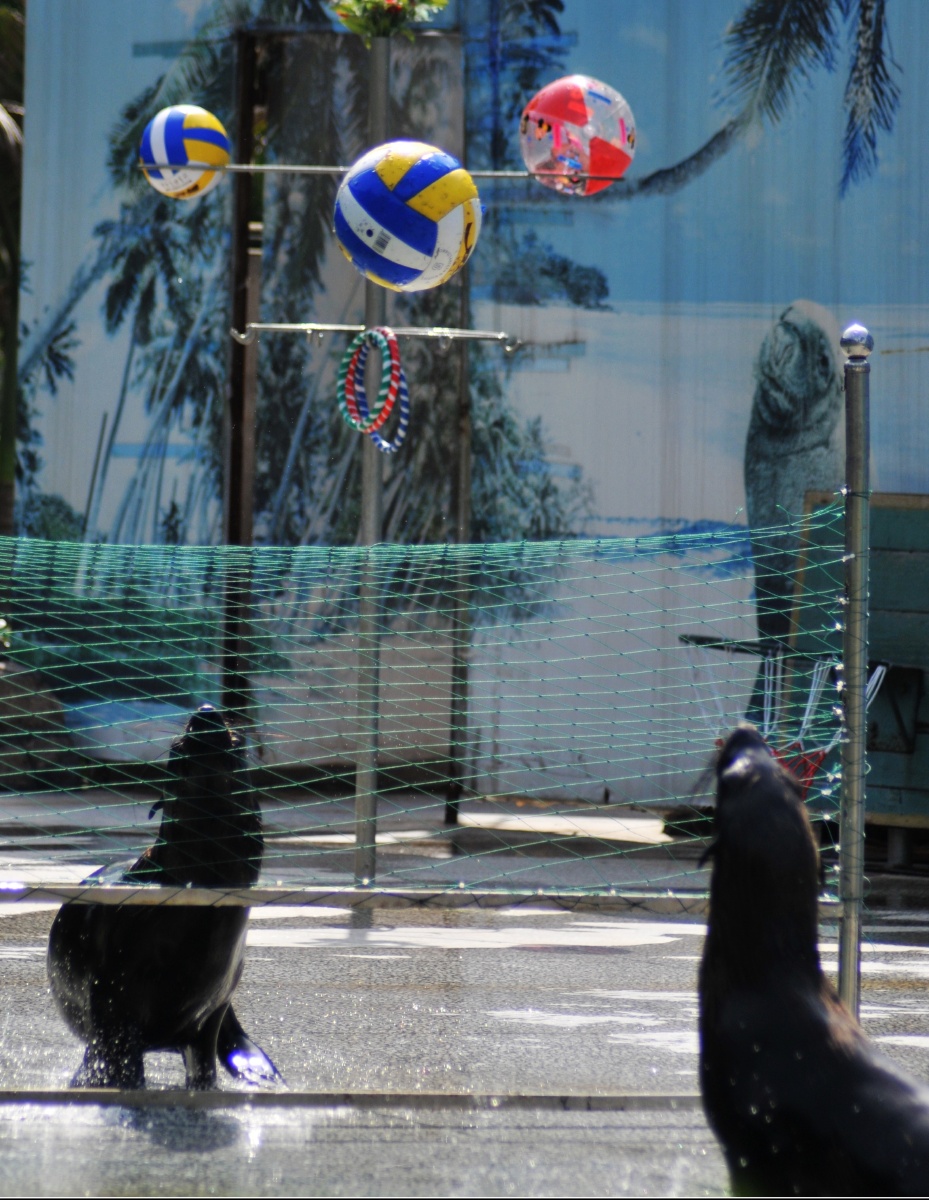 动物园玩球的海豹