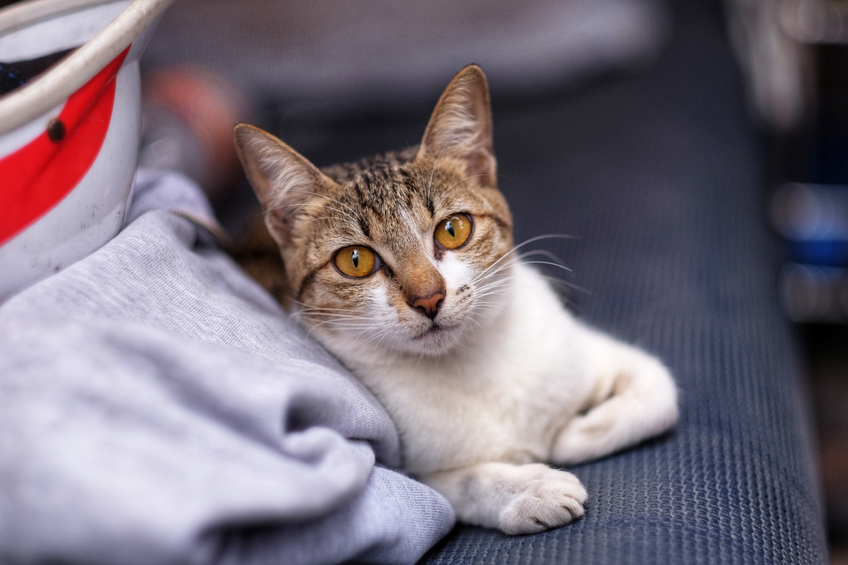 越南芽庄街头的猫