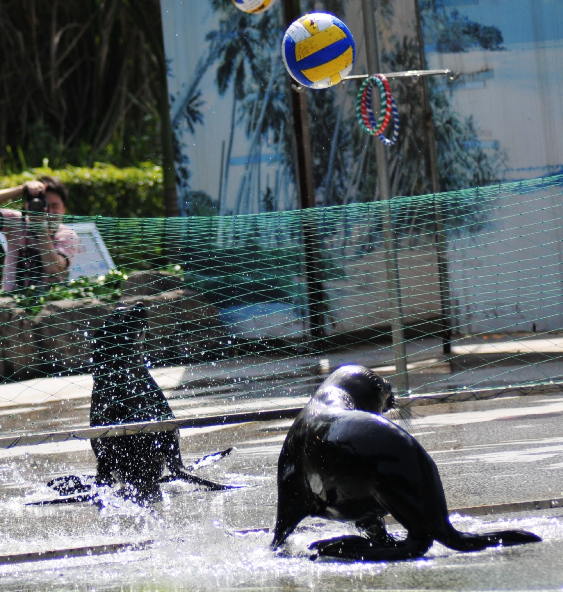动物园玩球的海豹