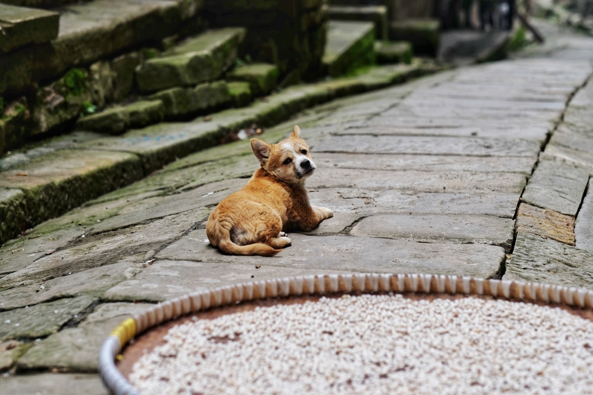 古镇的小狗(重庆忠州)