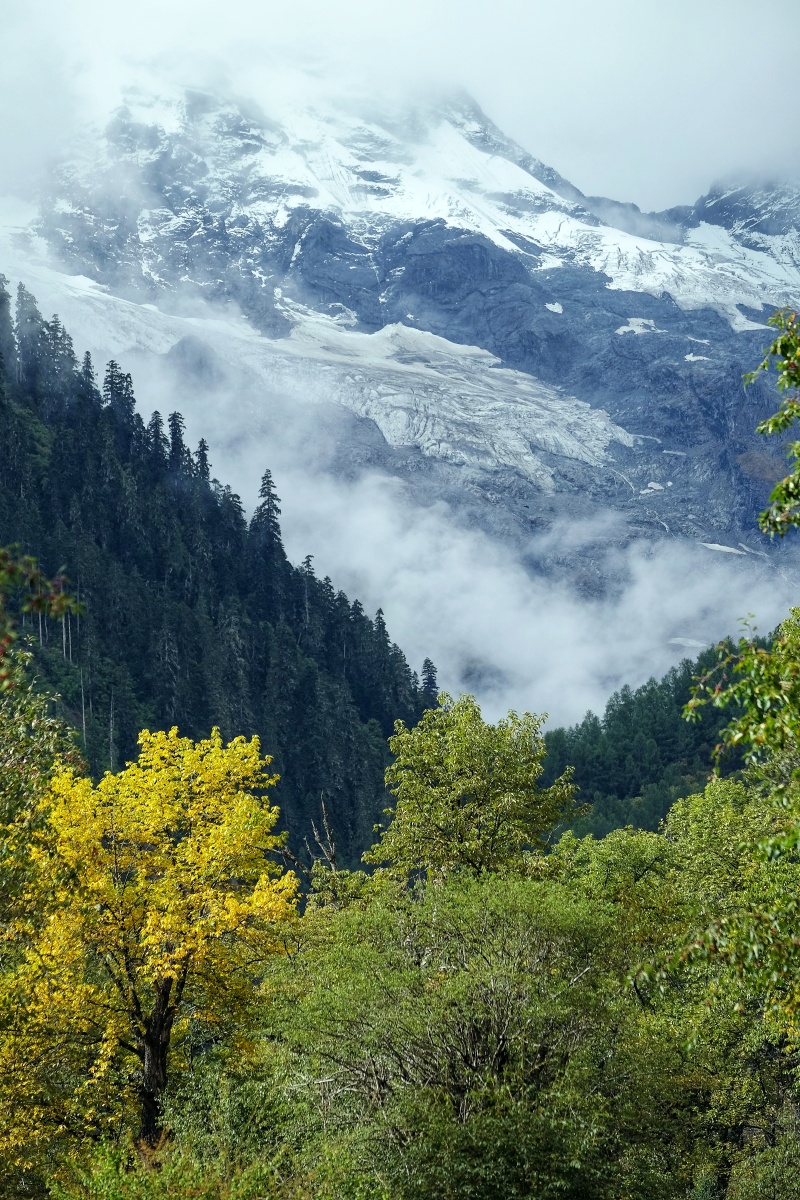 西藏林芝波密初秋朱西冰川下的油菜花