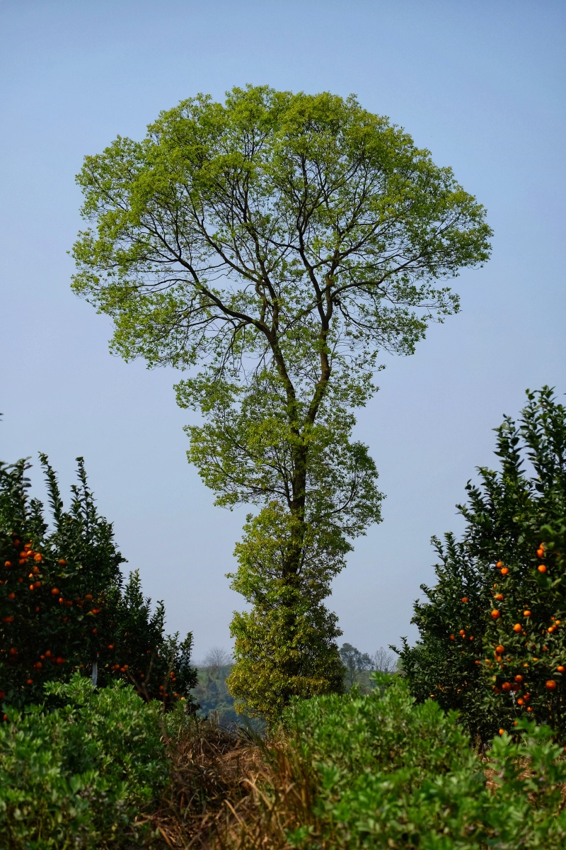 春天里的槐树绿了