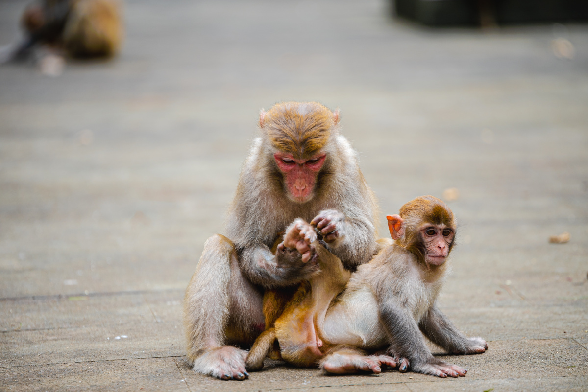 山中无老虎猴子称大王