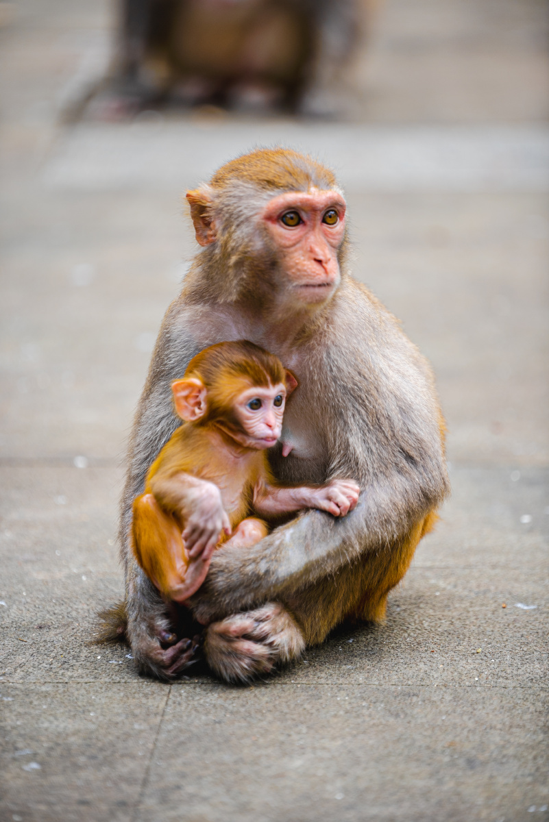 山中无老虎猴子称大王