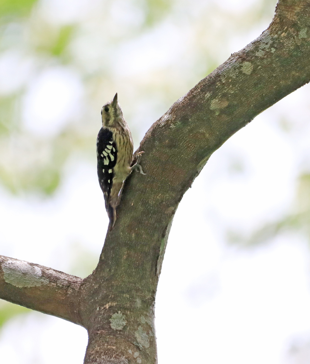 星头啄木鸟2020年8月拍摄于海南尖峰岭热林站