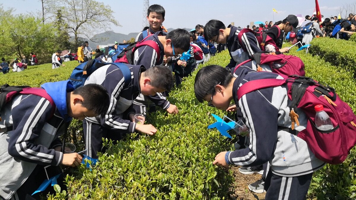 采茶进行时