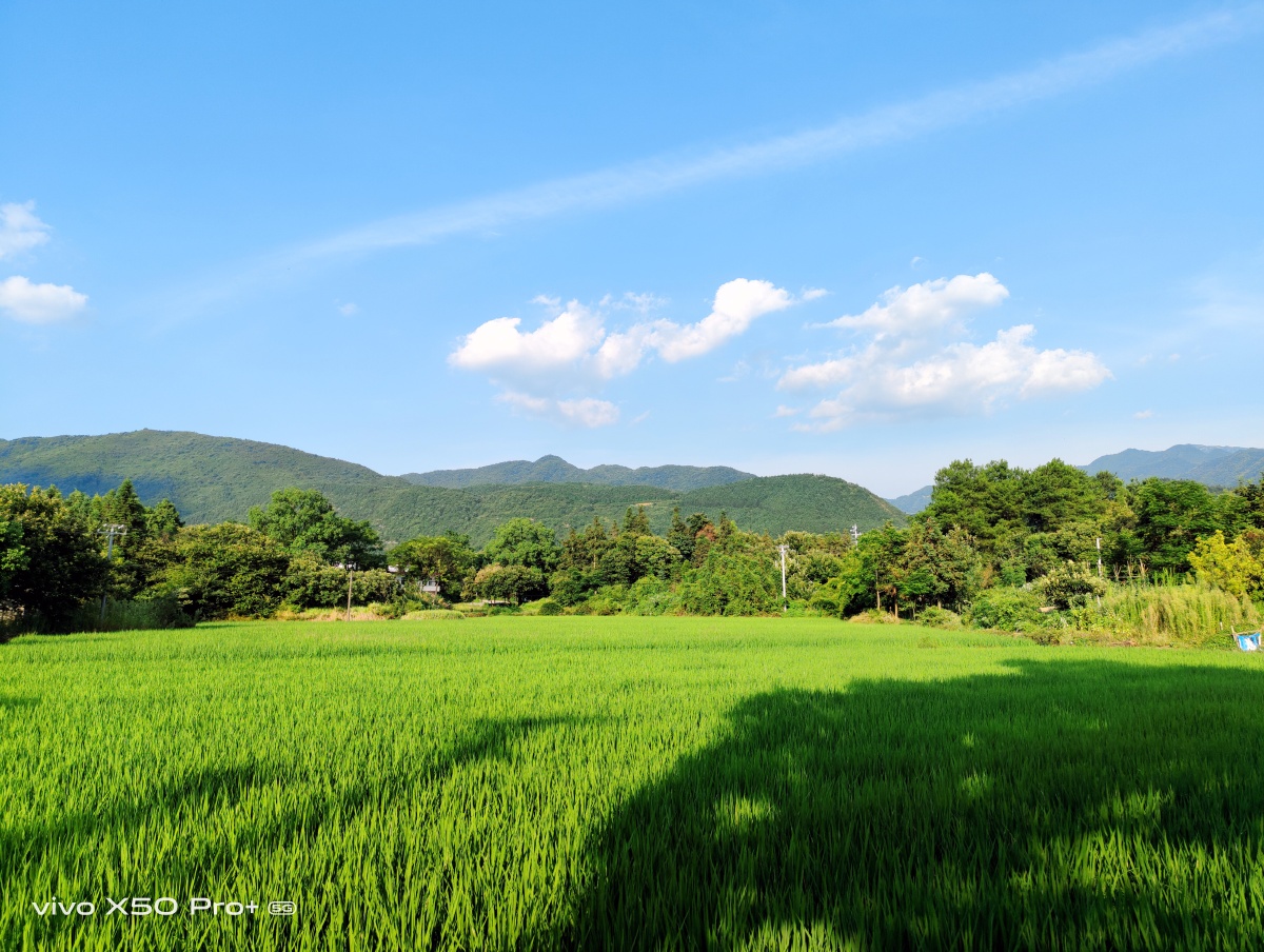 绿油油的稻田