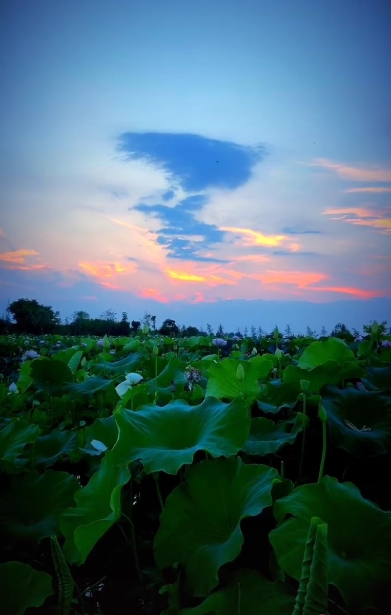 夏天一道风景荷塘边