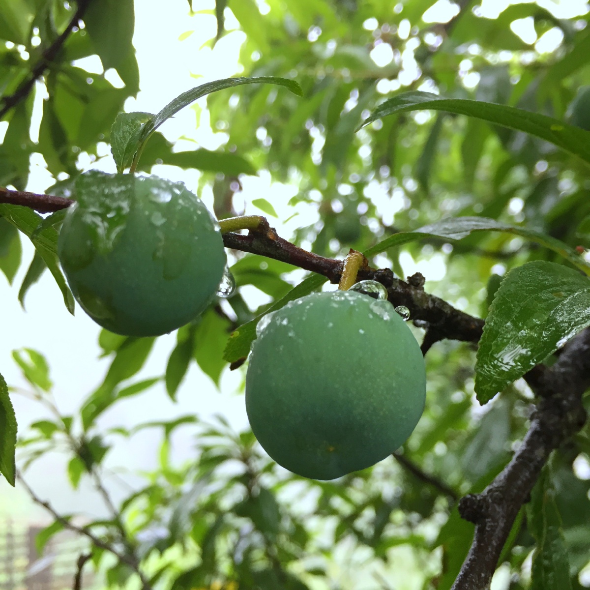 青李- 乱云飞999 - 图虫