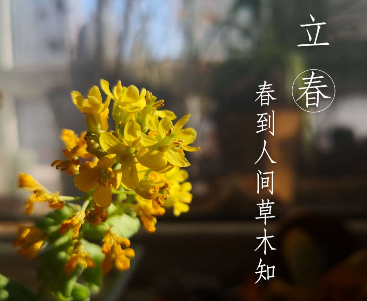 立春咬春要有春的气息哟