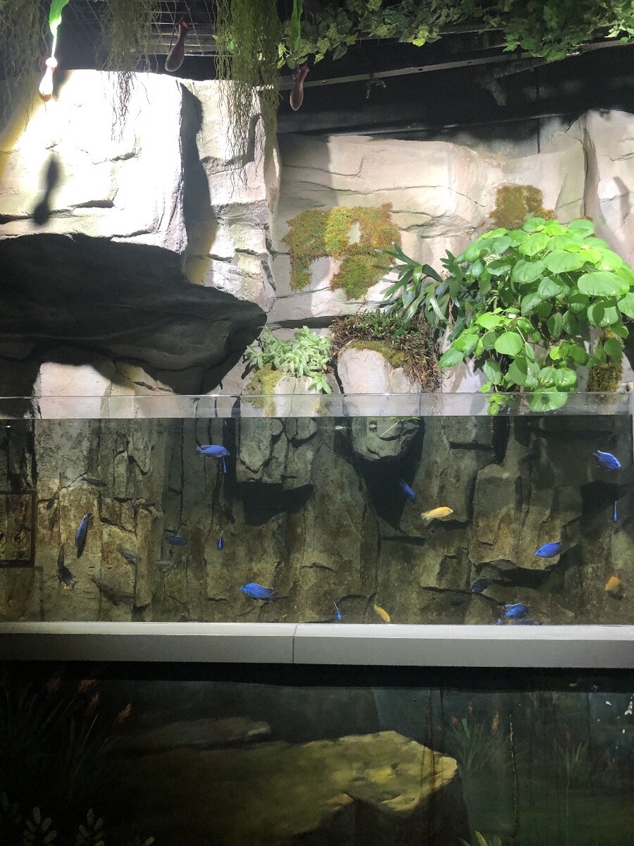 蓝子鱼养殖