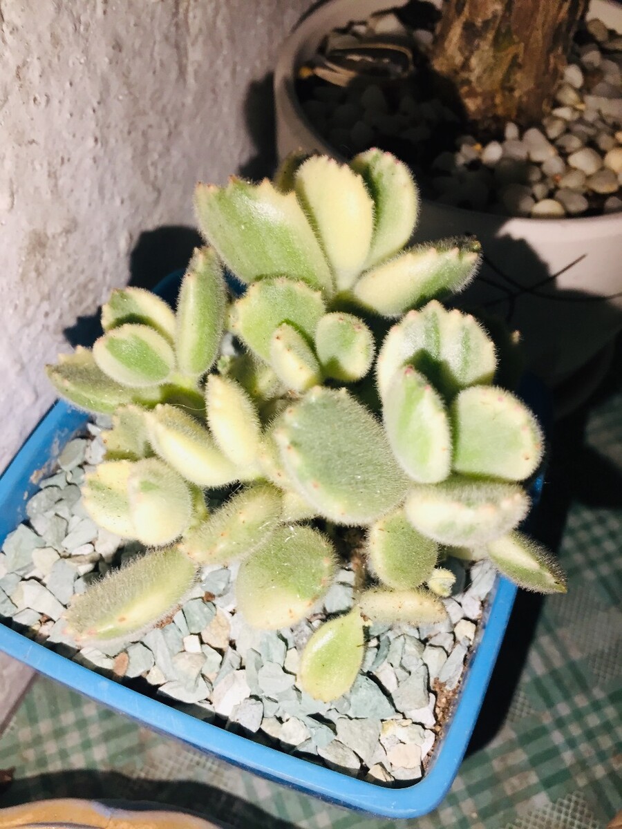 秀缘玉是什么东西