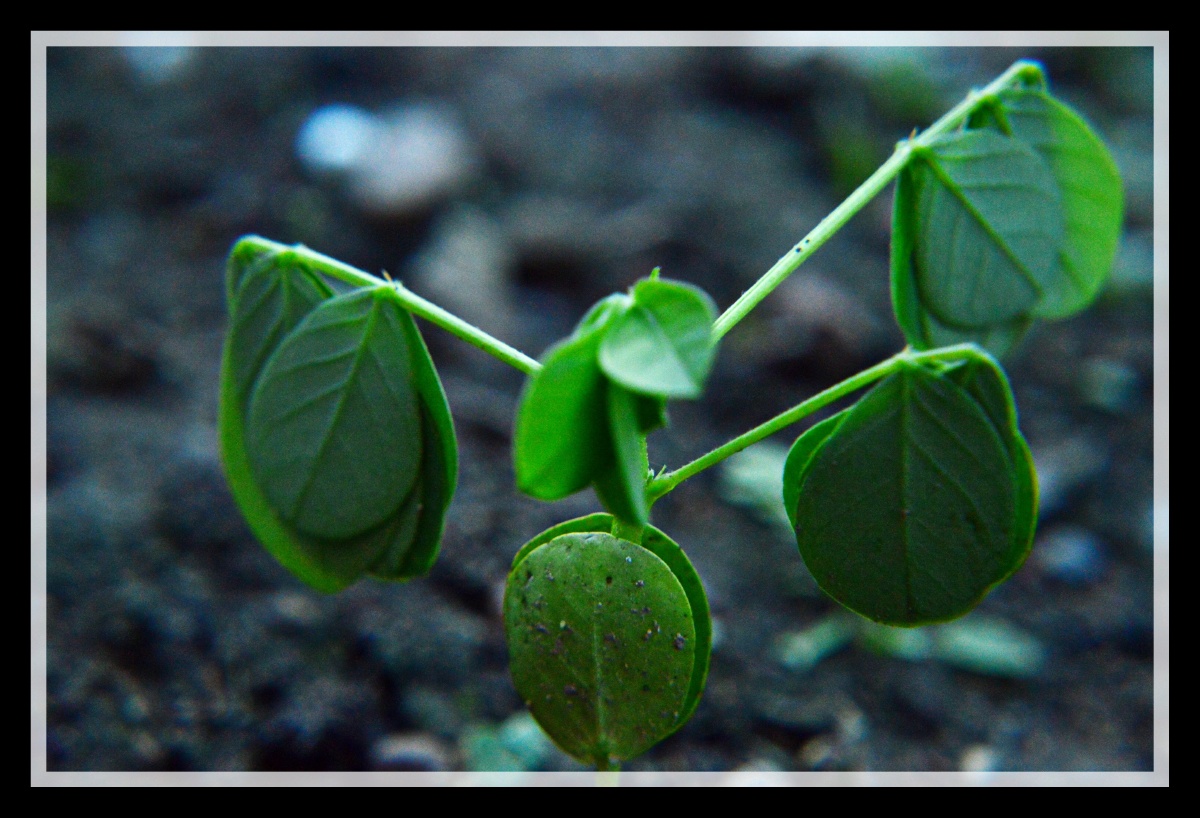 决明子一种药材它的叶子会随着时间和光的变化而发生变化由舒展到慢慢