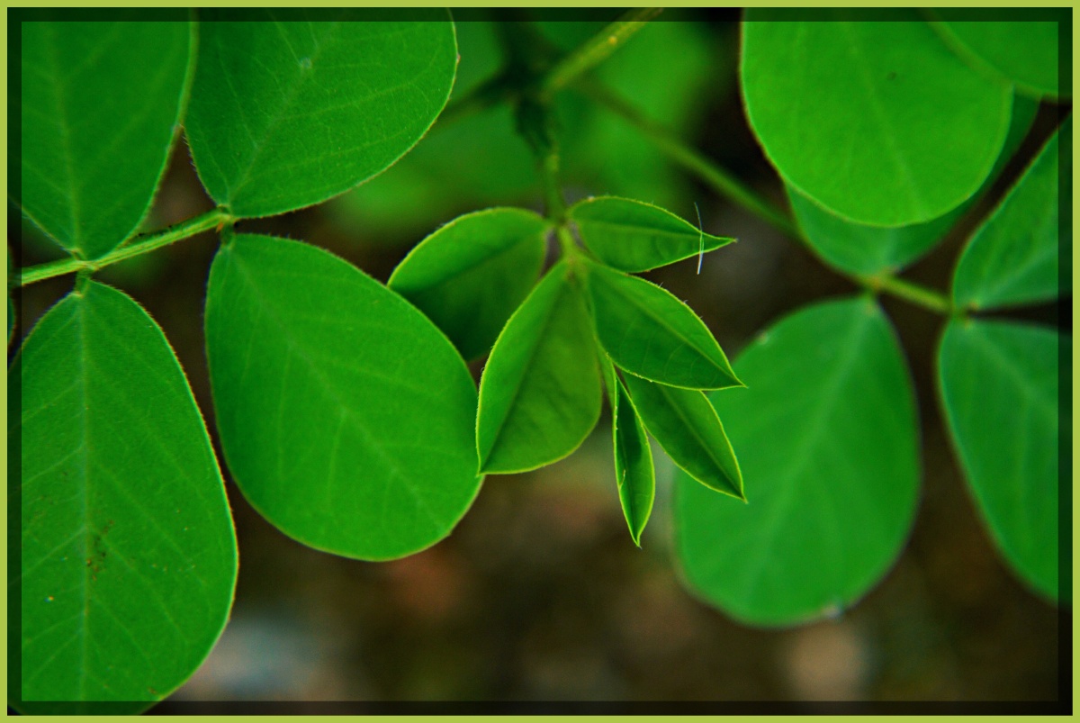 决明子一种药材它的叶子会随着时间和光的变化而发生变化由舒展到慢慢