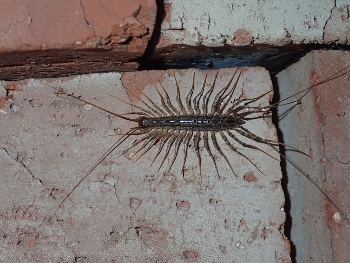 蚰蜒钱串子蜈蚣家亲戚不是昆虫