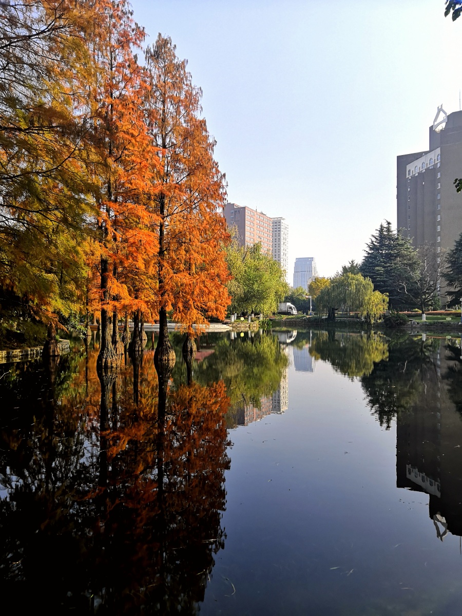 中国科技大学也西湖的水杉美的不像画