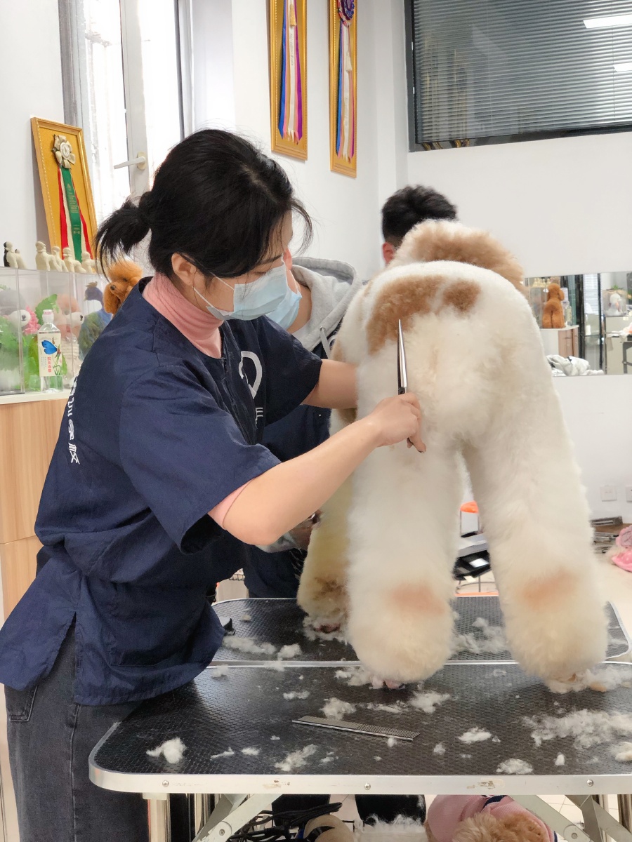 剪巨贵时候是这样! - 宠光年宠物美容师培训 - 图虫