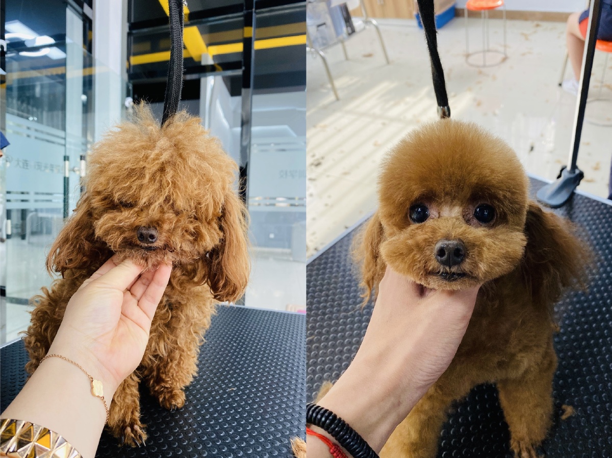 宠物狗嘴臭有问题吗,狗嘴太臭怎么办?可能是胃有问题!