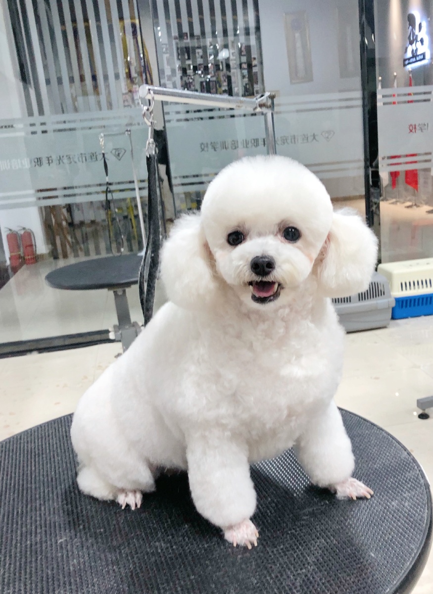 狗狗美容前后对比照你最喜欢哪一张呢