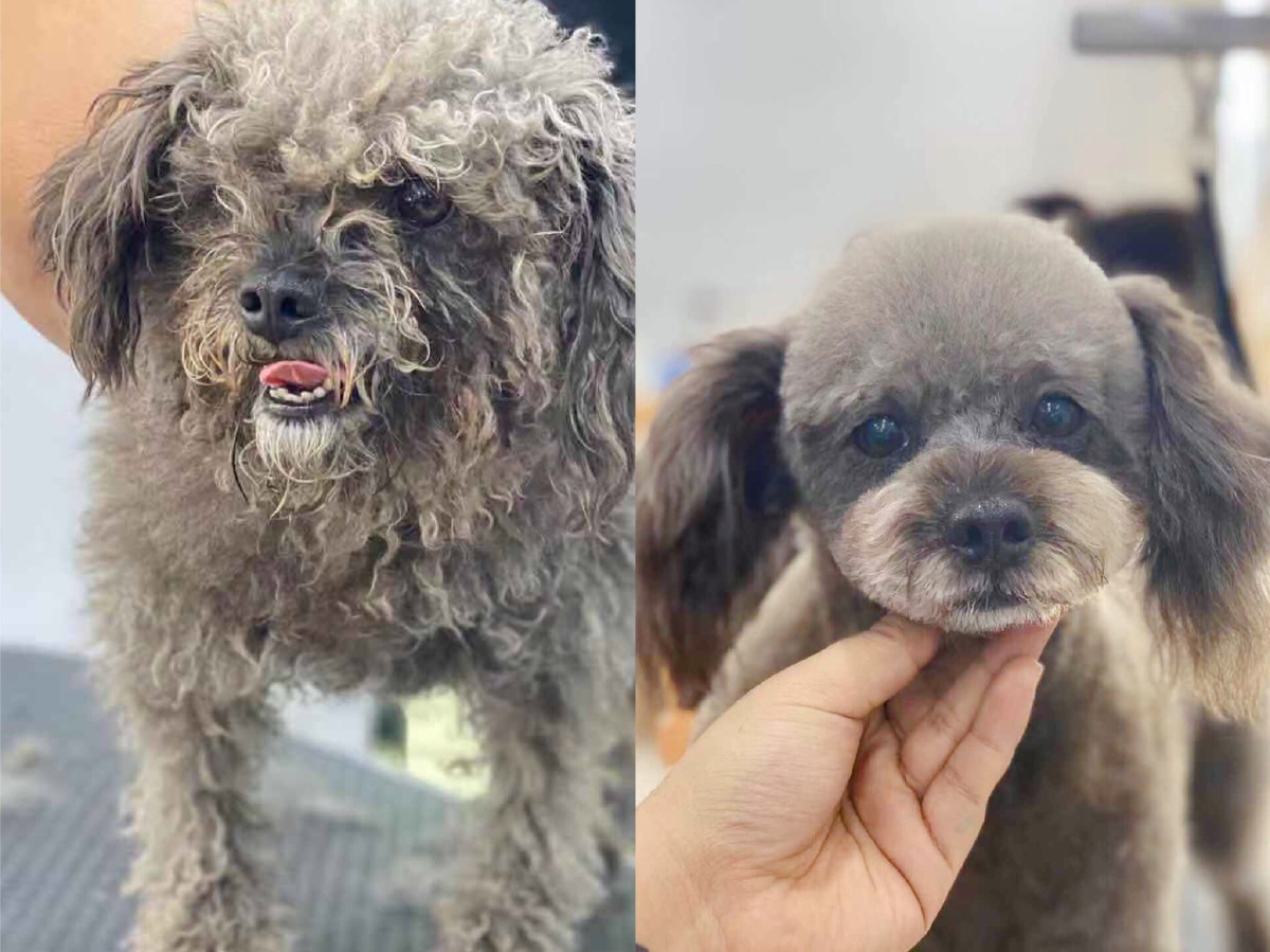 宠物狗 追溯,比熊还矫情的小型犬有哪些名字?