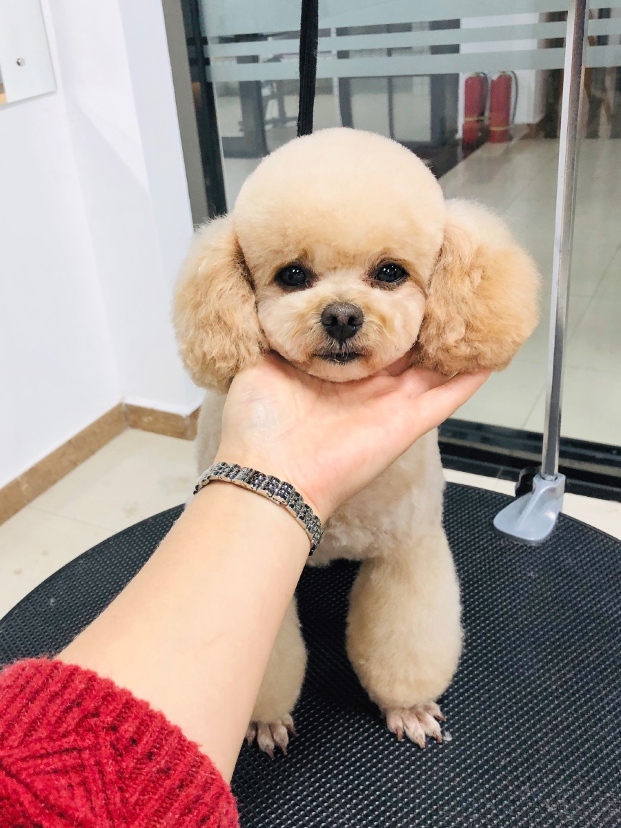 狗狗美容前后对比照你最喜欢哪一张呢