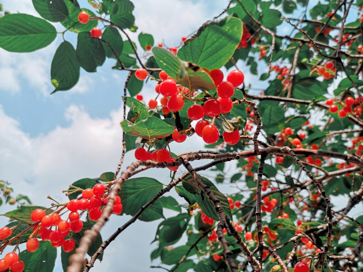 夏日春光 - 沁児 - 图虫