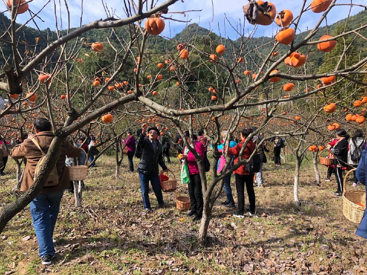 闻喜石门良种苗木基地
