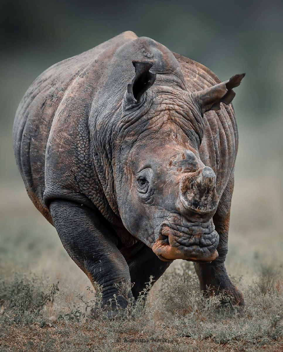 《犀牛》 - 全球动物世界 - 图虫