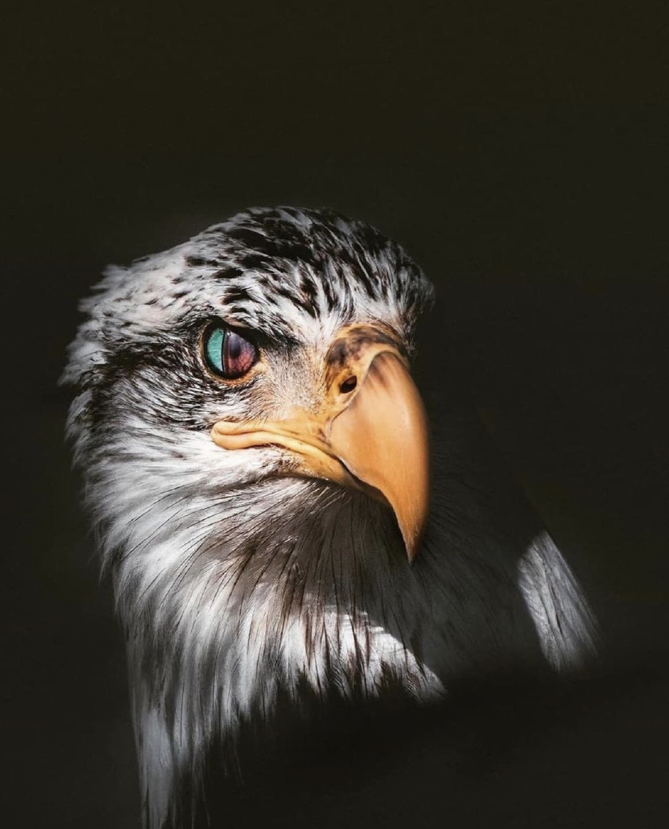 《鹰眼》 - 全球动物世界 - 图虫