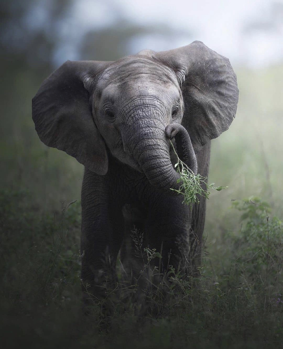 《小象》 - 全球动物世界 - 图虫