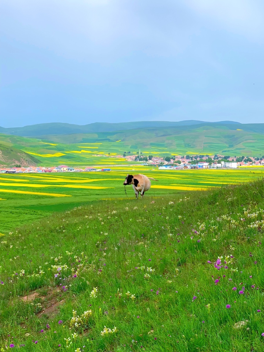 门源油菜花海中的一头牛
