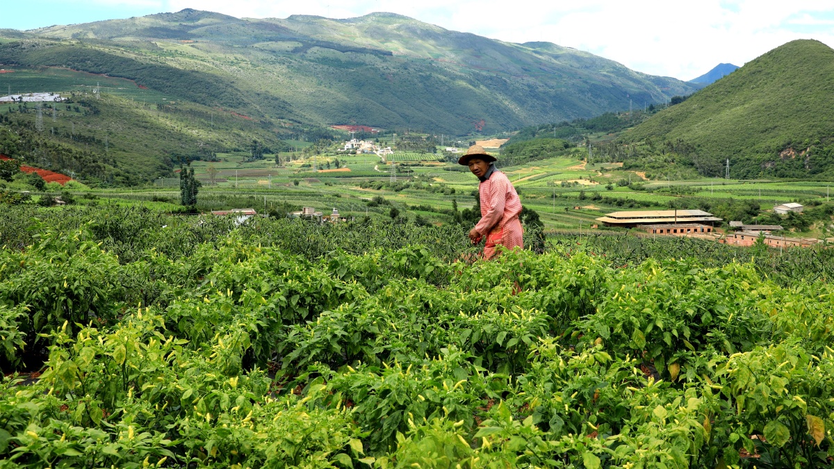 种在高山上的小米辣