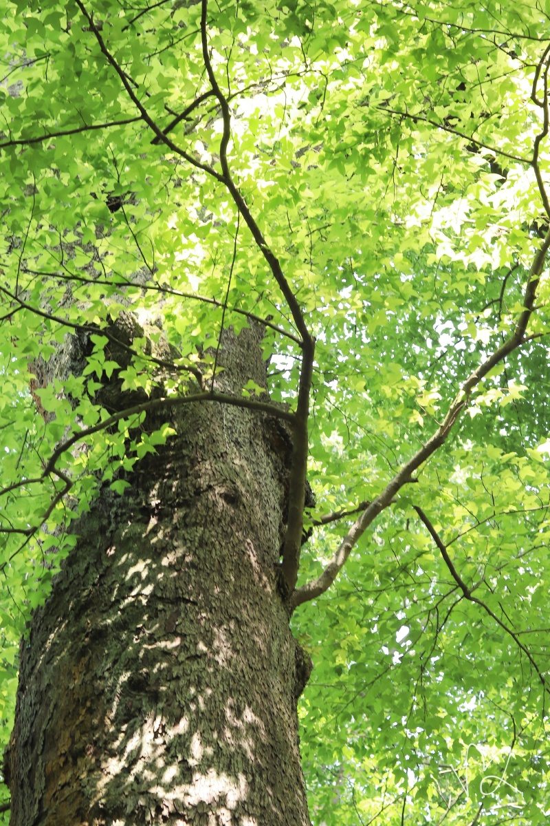 绿树浓荫夏天的颜色