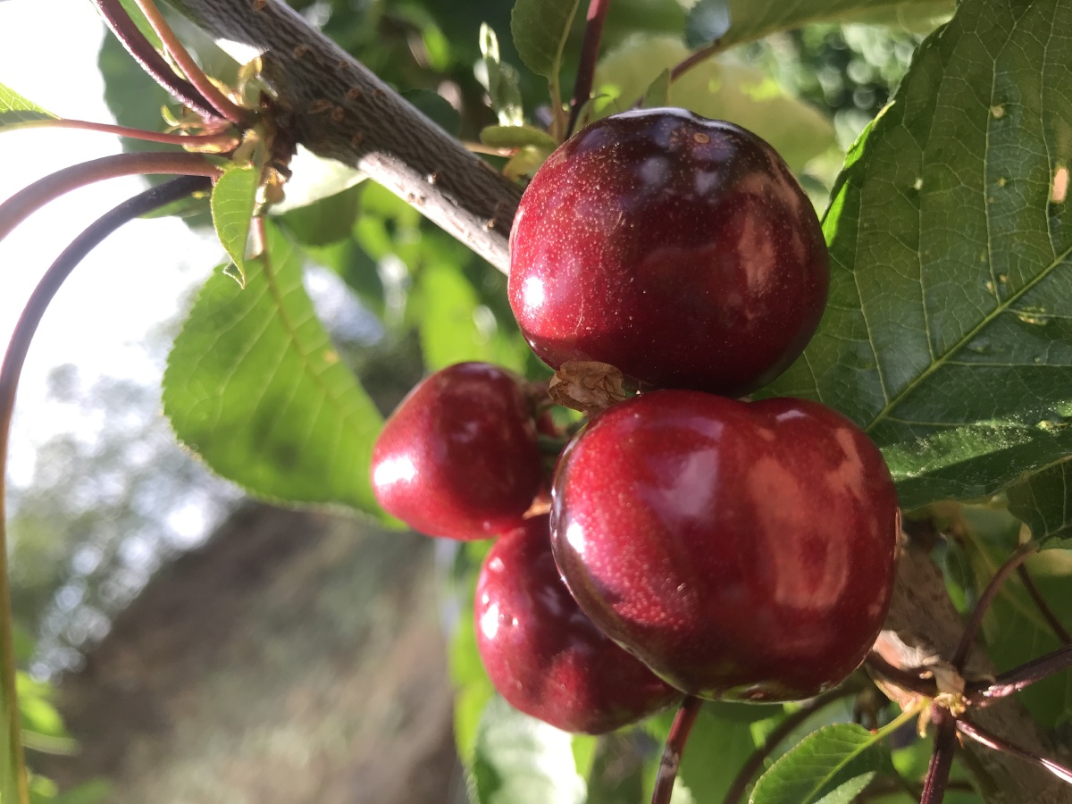 用户155382831840216