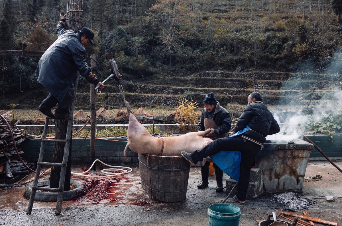 杀猪高大爷家的玉米被猪吃完了今年猪肉又卖不起价买玉米来喂就挺
