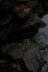 1000031596
