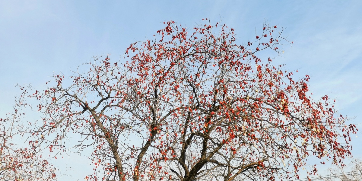 家乡那棵红枣树